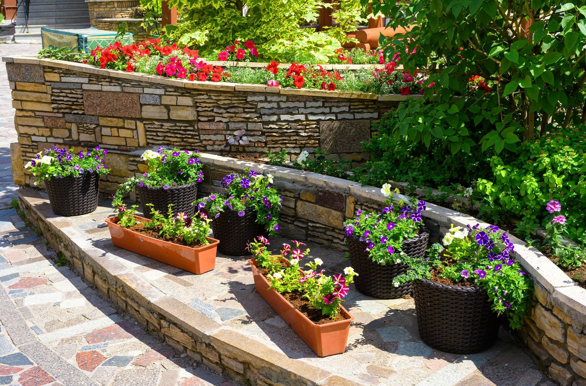 Tiered stone garden beds with purple petunias in black baskets and terra-cotta containers, red and pink flowers blooming along the upper wall, and green climbing vines framing the sunny patio space