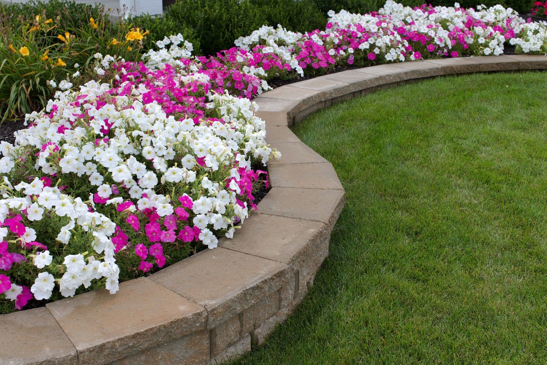 Retaining wall - Curved stone garden bed edged with white and magenta petunias, with yellow flowers and greenery beyond, bordering a lawn